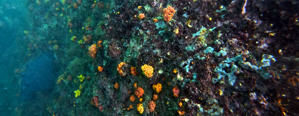 Sun coral (Tubastraea coccinea) on Mong Tay Reef, Phu Quoc