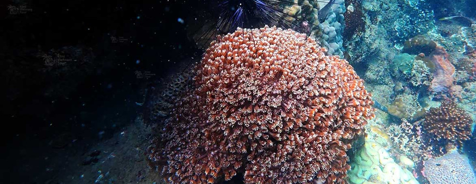 Flower pot coral (Goniopora) on Hon Thom Reef, Phu Quoc