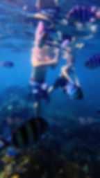 Sergeant Major - Buom coral reef full of life and colorful underwater scenes snorkeling Phu Quoc 