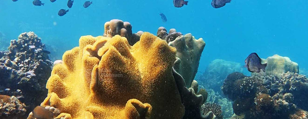 Snorkelers at Kim Quy Reef with a view of toadstool leather coral (Sarcophyton), Phu Quoc