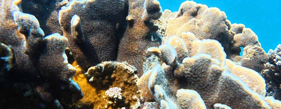 Pavona decussata coral on Kim Quy Reef, Phu Quoc with snorkelers visible at the surface