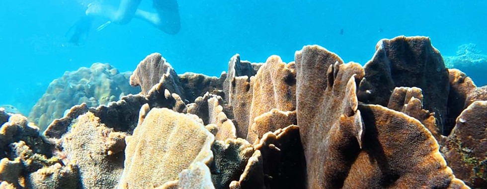 Pavona decussata coral on Kim Quy Reef, Phu Quoc with snorkelers visible at the surface