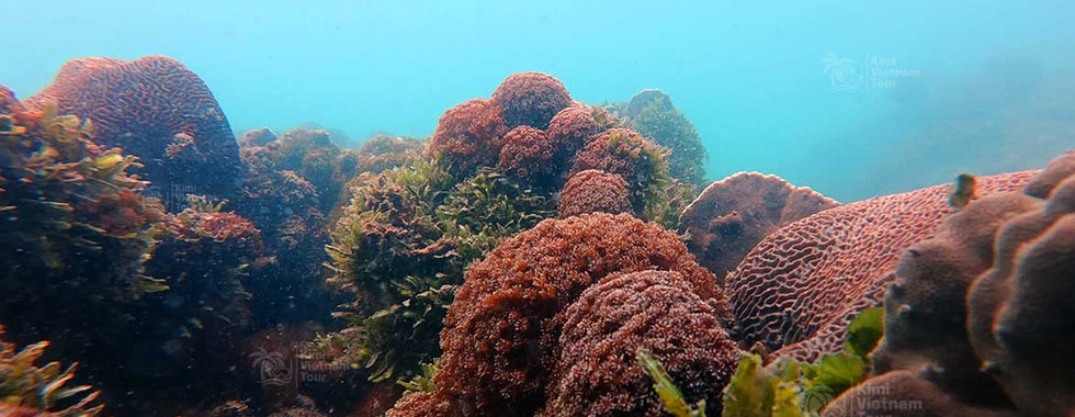 Flower pot coral (Goniopora) on M Reef, Phu Quoc