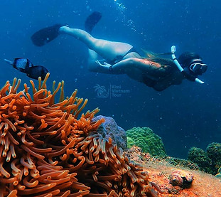 female snorkeler diving into anemone gardens at kim quy reef while snorkeling, south phu q