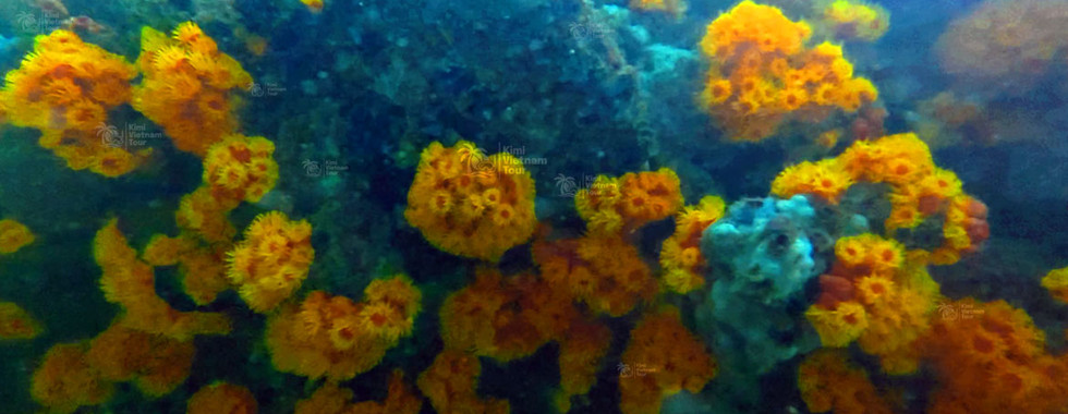 Sun coral (Tubastraea coccinea) on Gam Ghi Reef, Phu Quoc