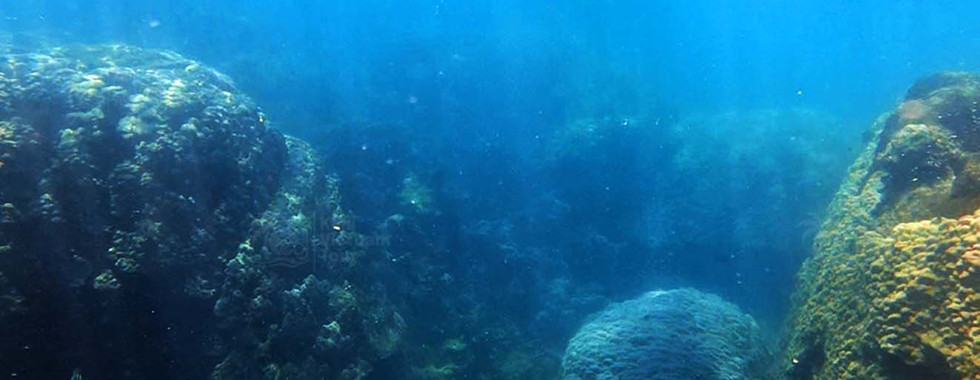 **Snorkeling around a Porites coral colony on Gam Ghi Reef, Phu Quoc**