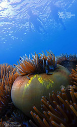 Green Magnificent Anemone swaying in the coral jungle at Kim Quy reef snorkeling with Toma