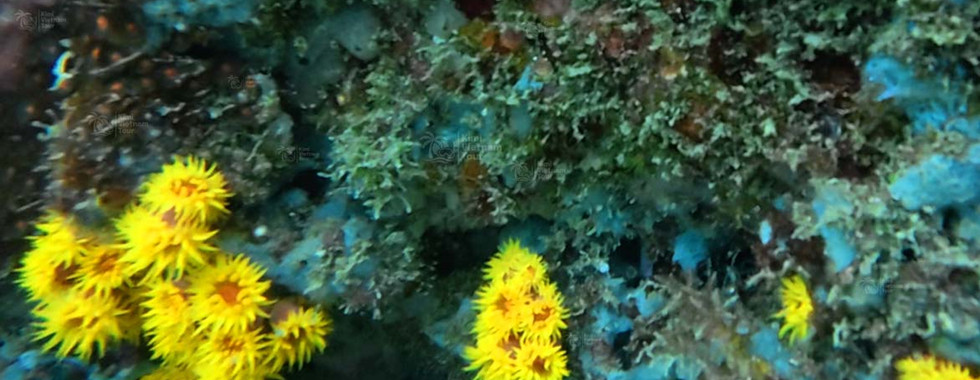 Sun coral (Tubastraea coccinea) on Bat Reef, Phu Quoc