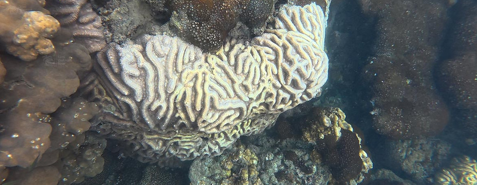 Brain coral (Lobophyllia) on Kim Quy Reef, Phu Quoc
