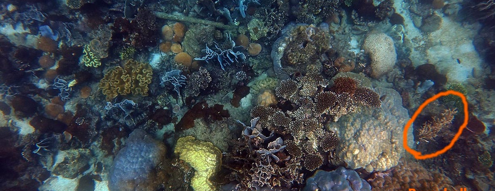 Surface view of sea bush coral (Rumphella) on Bat Reef, Phu Quoc