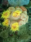 cun coral snorkeling at phu quoc with kimi vietnam tour