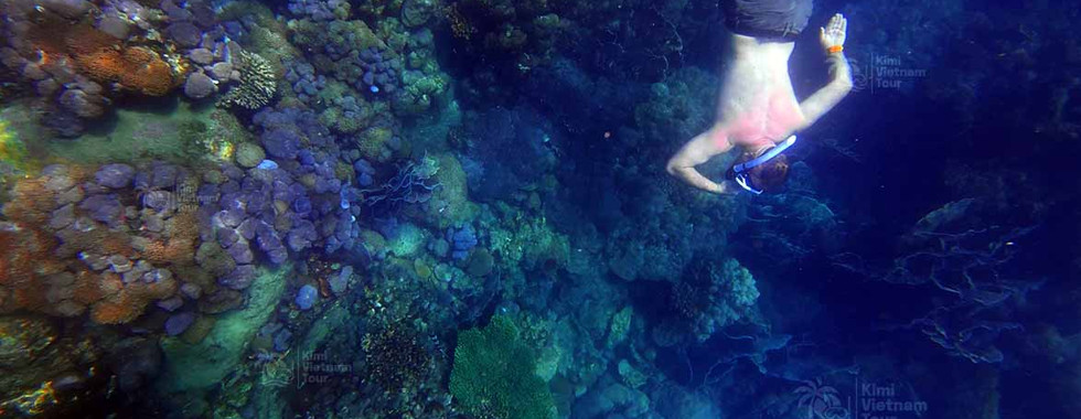 Snorkeler exploring Goniopora coral at Buom Reef, Phu Quoc