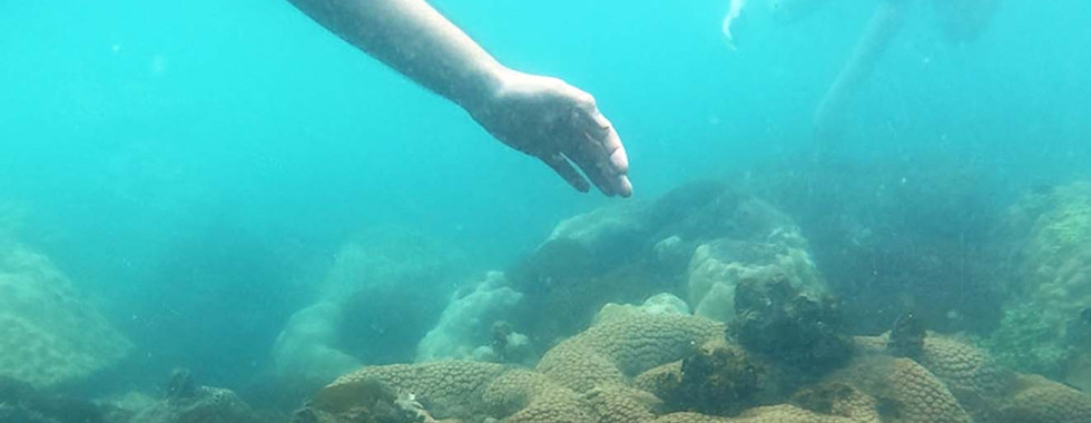Diploastrea heliopora (honeycomb coral) in shallow water near Hon Dam Island, Phu Quoc