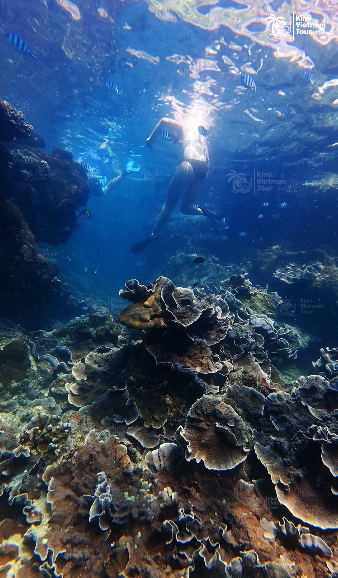 Echinopora lamellosa (leaf coral) forming a giant colony on Buom Reef, Phu Quoc