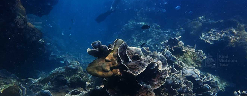 Echinopora lamellosa (leaf coral) forming a giant colony on Buom Reef, Phu Quoc