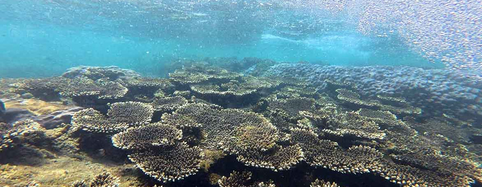 Table coral Acropora hyacinthus on May Rut Reef, a laminar coral colony in Phu Quoc