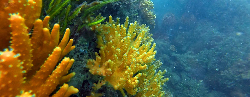 Finger leather coral (Sclerophytum) on M Reef, Phu Quoc