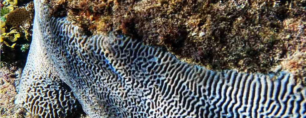 Maze coral (Platygyra) on M Reef, Phu Quoc