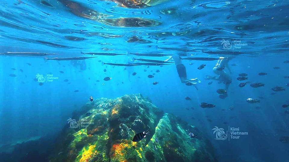 Snorkeling at Buom Reef, Phu Quoc