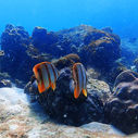 the Copperband butterflyfish, which you can spot too if you know where to look at the May Rut reef
