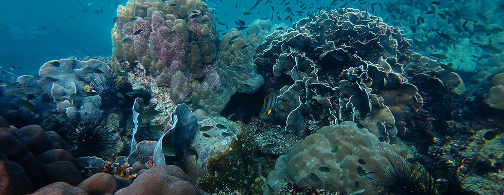 Pavona decussata coral on Kim Quy Reef, Phu Quoc