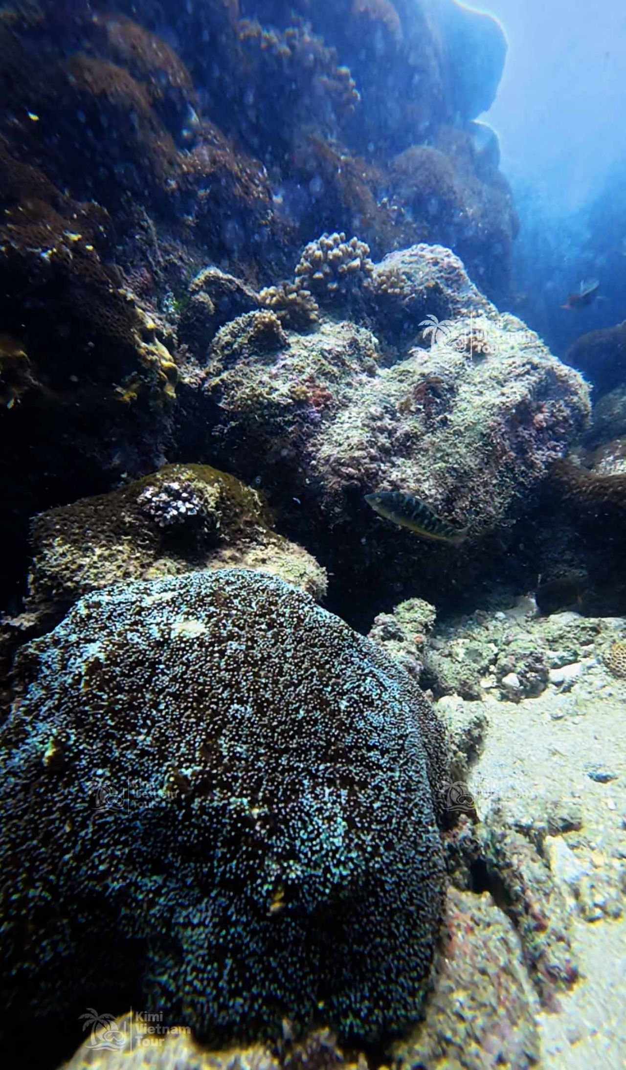 Snorkeling at Hon Thom Reef, Phu Quoc