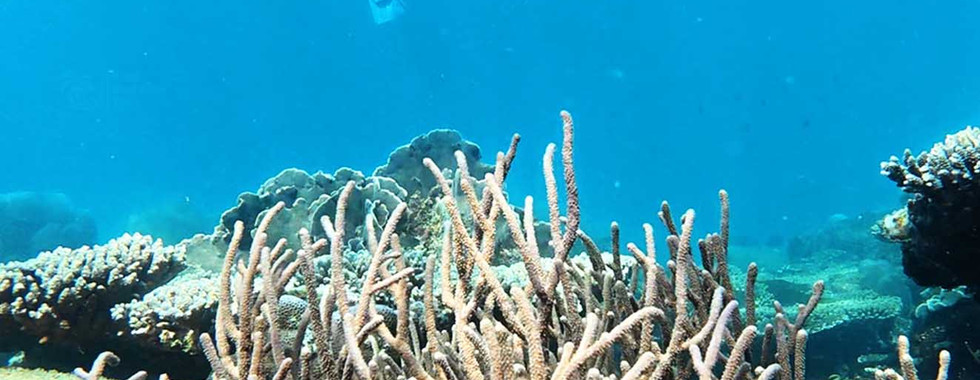 Sea bush coral (Rumphella) on Kim Quy Reef with a snorkeler, Phu Quoc