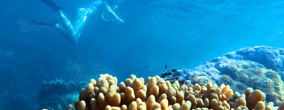 Finger leather coral (Sclerophytum) on a rocky reef formation on Buom Reef, Phu Quoc