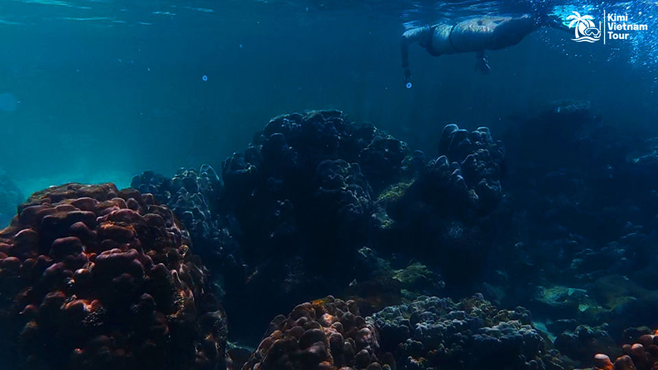 Porites coral on Gam Ghi Reef, Phu Quoc