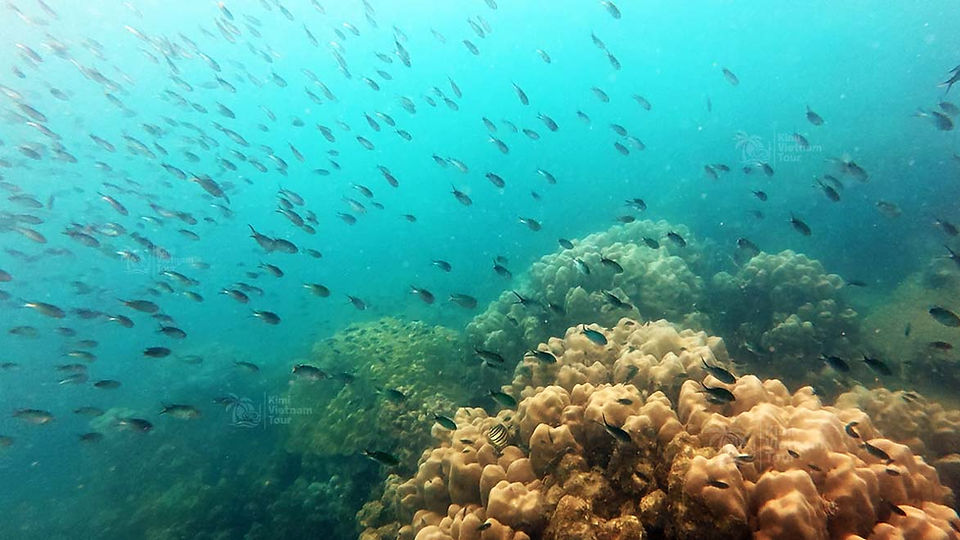 Marine life at Hon Roi Reef, Phu Quoc