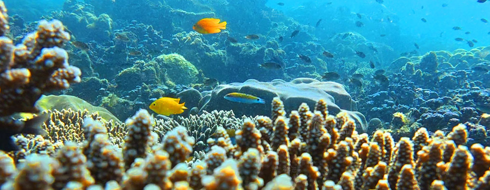 Acropora coral with Kim Quy Reef in the background
