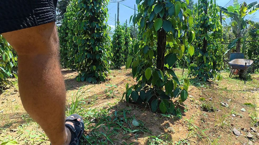 Authentic countryside pepper plantation on Phu Quoc Island, Vietnam
