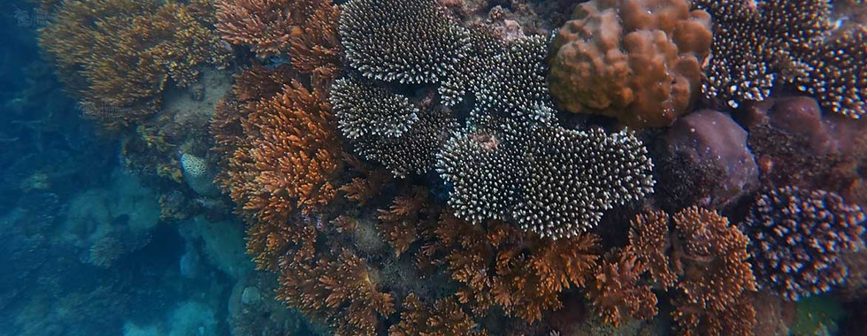 Finger leather coral (Sclerophytum) colony on Bat Reef, Phu Quoc