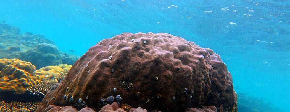 Porites coral on Bat Reef, Phu Quoc