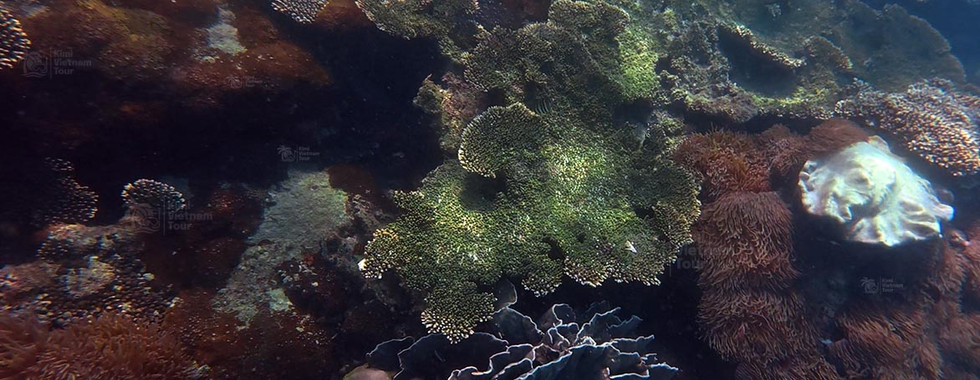 Table coral ( Acropora ) on Kim Quy Reef among sea anemones, Phu Quoc