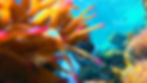 Phu Quoc snorkeling | Kimi Vietnam Tour