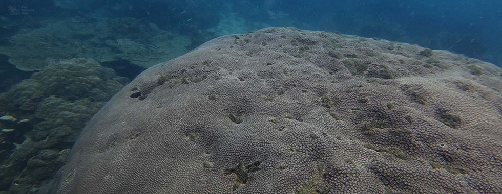Diploastrea heliopora (honeycomb coral) forming a huge old boulder colony on Bat Reef, Phu Quoc