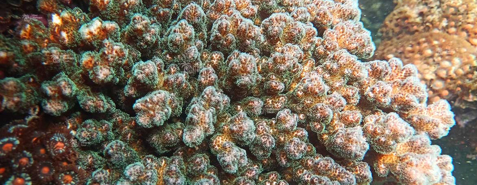 Pocillopora (cauliflower coral) on Buom Reef, Phu Quoc