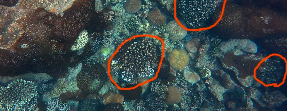 Pocillopora (cauliflower coral) on Bat Reef, Phu Quoc