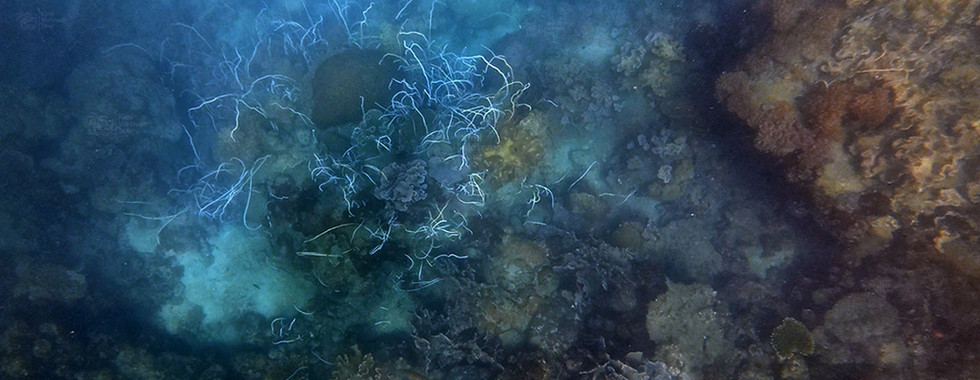 Surface view of whip corals (Junceella) on a bat reef in Phu Quoc
