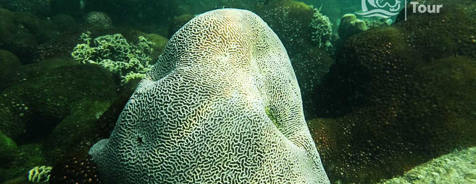 Maze coral (Platygyra) on Buom Reef, Phu Quoc