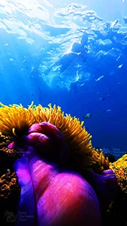 Pink magnificent sea anemones at Buom Reef, Phu Quoc