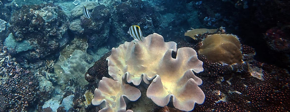 Toadstool leather coral (Sarcophyton) with an ocellated butterflyfish (Parachaetodon ocellatus) on K