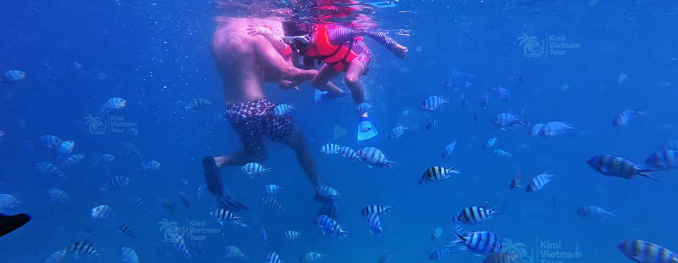 Sergeant major damselfish at Gam Ghi Reef, Phu Quoc