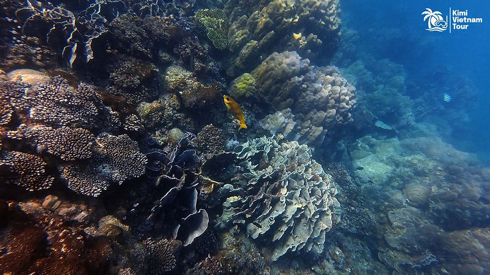 Pavona frondifera coral on Kim Quy Reef, Phu Quoc
