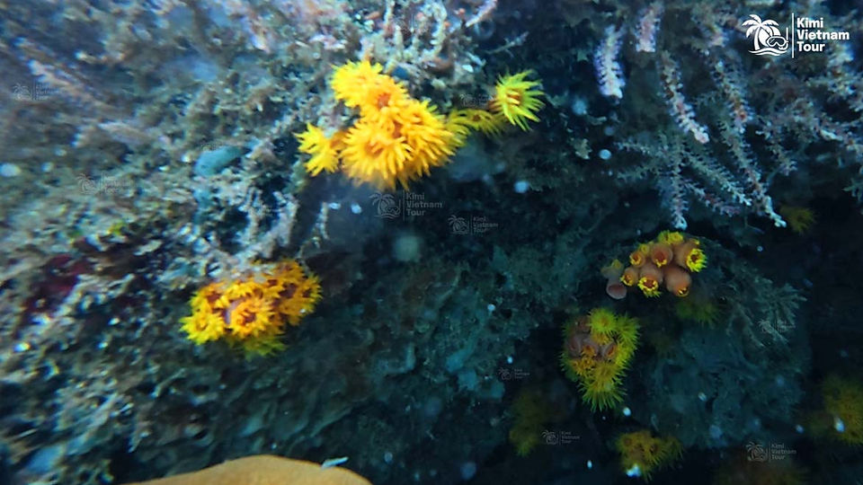 Sun coral (Tubastraea coccinea) on Bat Reef, Phu Quoc