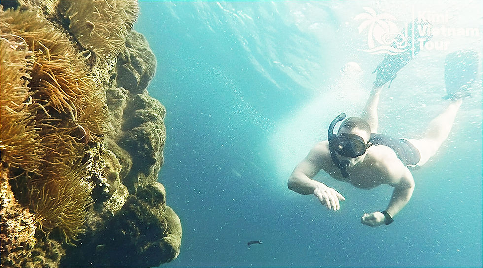Vibrant sea anemone colonies on a coral reef near Buom island during snorkeling in Phu Quoc with Tomas & Van Anh - Kimi Vietnam Tour