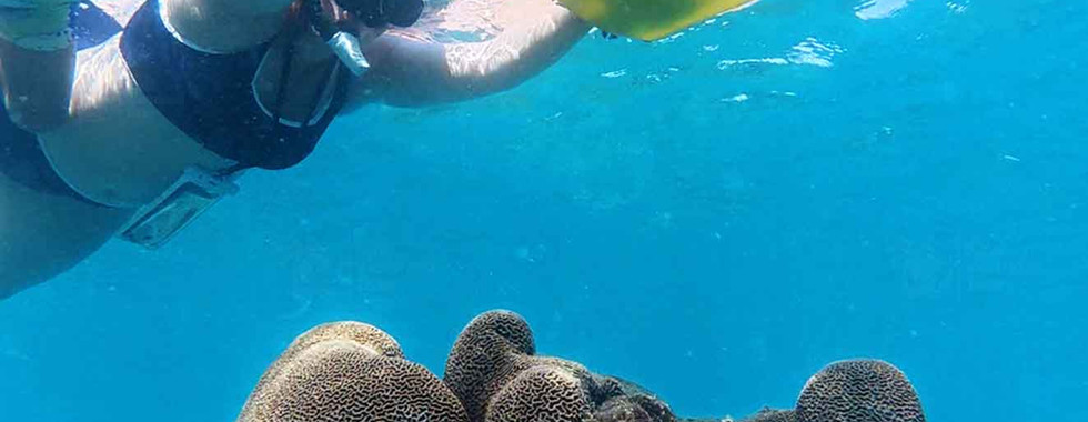 Maze coral (Platygyra) on Kim Quy Reef, Phu Quoc