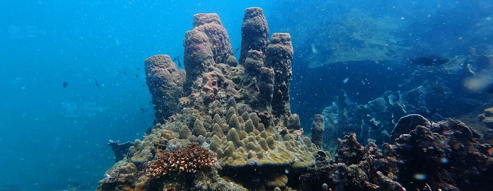 Large Porites coral colony with a giant barrel sponge growing on it at Bat Reef, Phu Quoc