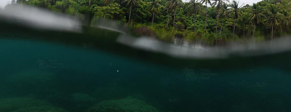 Porites coral colony underwater near Ho Roi Island, Phu Quoc